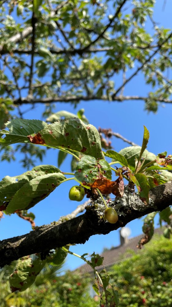 feuilles et fruits cerisier.jpg