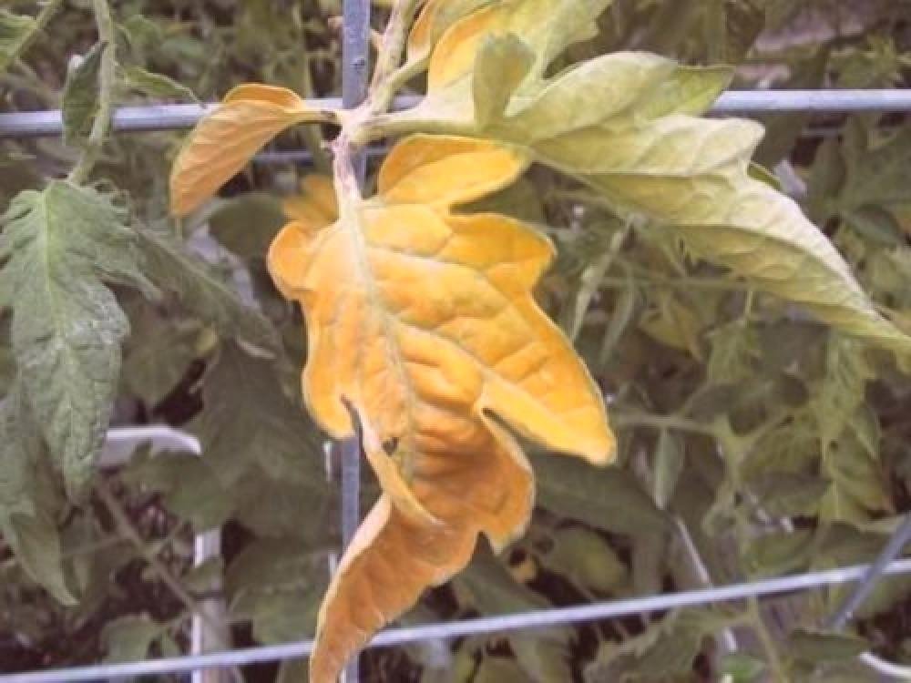 Tomates_feuilles_Jaunes.jpg
