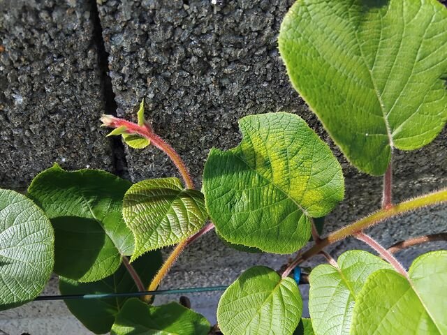 IMG_20250422_164013.jpg