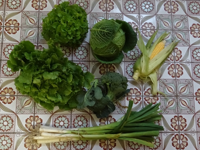 Potager48.jpg