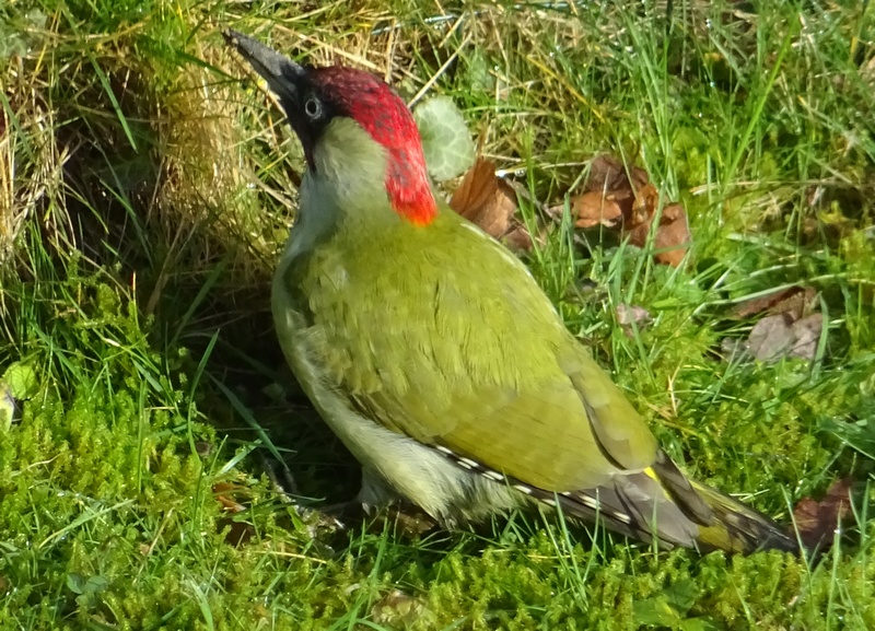 Oiseaux91.jpg