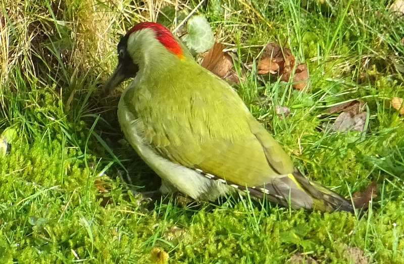 Oiseaux93.jpg
