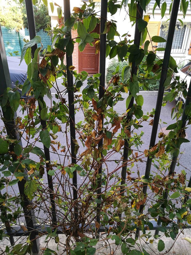 IMG_20180716_201017 - copie.jpg