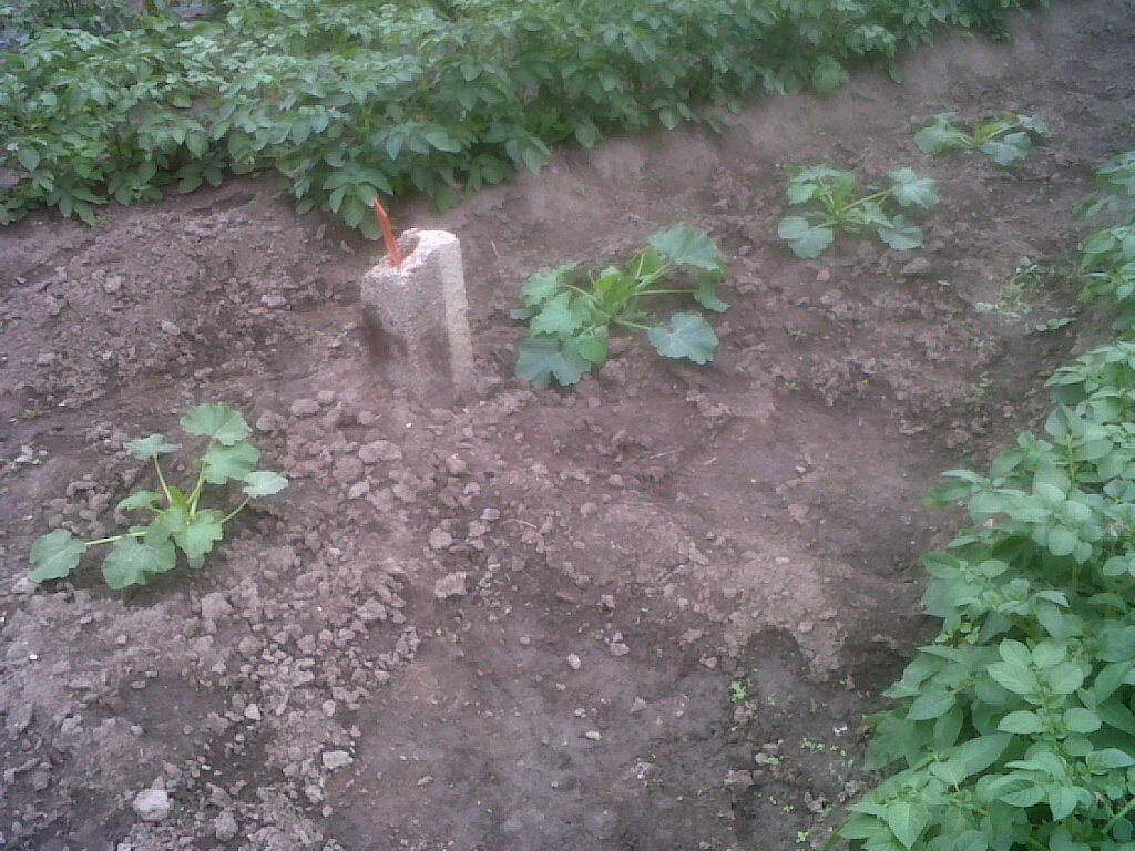 IMG03149-20180602-1537.jpg
