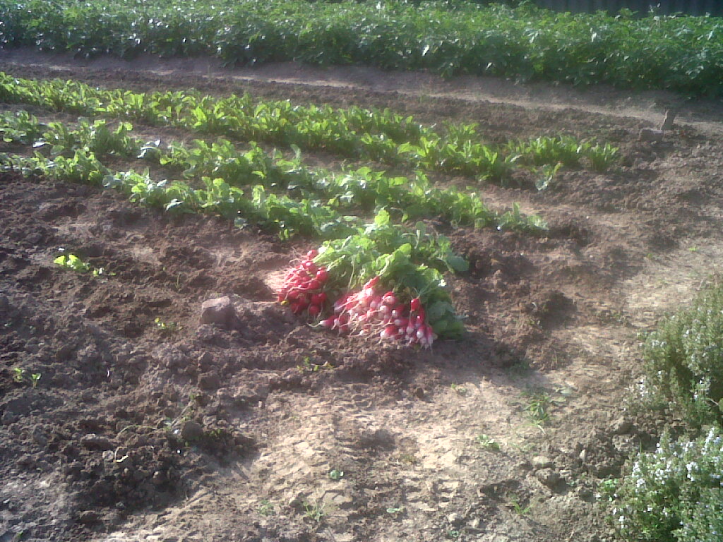 IMG03166-20180607-0819.jpg