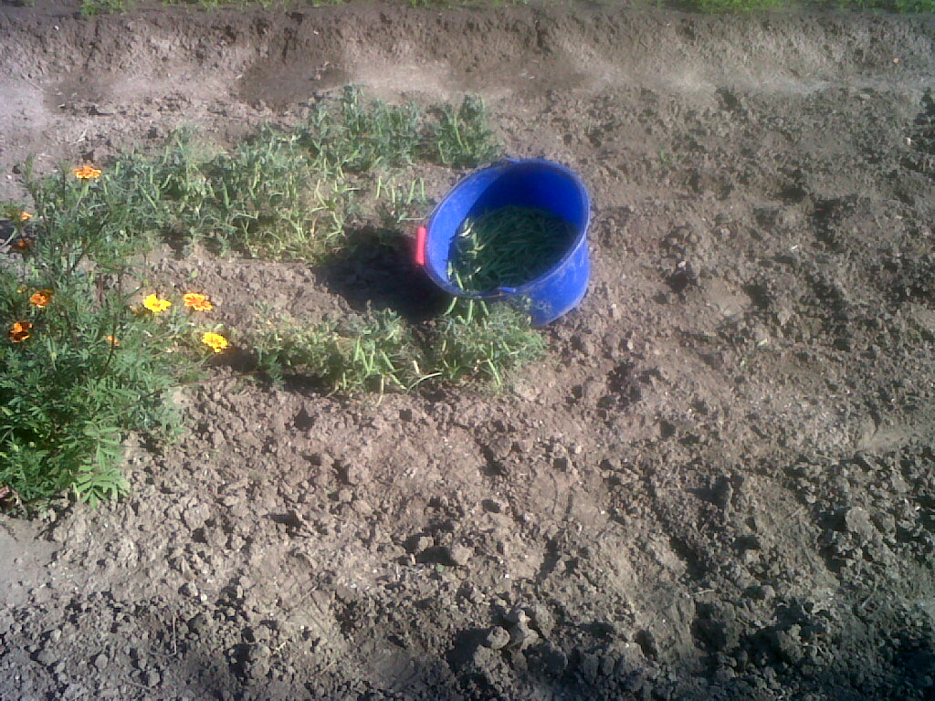 IMG03427-20180715-0923.jpg