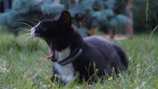 Nom du fichier=Alfano_chat.jpg
Taille du fichier=130Ko
Dimensions : 800x450
Ajouté le : 10 Août 2015 Alfano_chat.jpg
