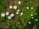 Nom du fichier=Anemones_des_bois.jpg
Taille du fichier=58Ko
Dimensions : 512x384
Ajouté le : 31 Mars 2007 Anemones_des_bois.jpg