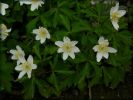 Nom du fichier=Anemones_des_bois2.jpg
Taille du fichier=27Ko
Dimensions : 512x384
Ajouté le : 31 Mars 2007 Anemones_des_bois2.jpg