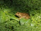 Nom du fichier=Annonier_grenouille.jpg
Taille du fichier=231Ko
Dimensions : 800x600
Ajouté le : 27 Août 2015 Annonier_grenouille.jpg