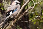 Nom du fichier=Augez_oiseau.jpg
Taille du fichier=142Ko
Dimensions : 800x533
Ajouté le : 14 Août 2015 Augez_oiseau.jpg