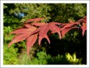 Nom du fichier=Automne09_erable2.jpg
Taille du fichier=84Ko
Dimensions : 582x441
Ajouté le : 17 Octobre 2009 Automne09_erable2.jpg