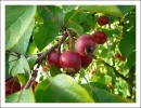 Nom du fichier=Automne09_malus.jpg
Taille du fichier=94Ko
Dimensions : 582x447
Ajouté le : 17 Octobre 2009 Automne09_malus.jpg