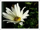Nom du fichier=Automne09_marguerite.jpg
Taille du fichier=65Ko
Dimensions : 582x442
Ajouté le : 17 Octobre 2009 Automne09_marguerite.jpg