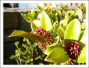 Automne09_skimmia.jpg