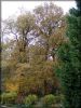 Nom du fichier=Automne2006_AY.jpg
Taille du fichier=102Ko
Dimensions : 392x522
Ajouté le : 22 Novembre 2006 Automne2006_AY.jpg