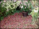 Nom du fichier=Automne2006_tapisfeuilles.jpg
Taille du fichier=114Ko
Dimensions : 522x392
Ajouté le : 22 Novembre 2006 Automne2006_tapisfeuilles.jpg