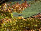 Nom du fichier=Automne_promenade_ardennes.jpg
Taille du fichier=35Ko
Dimensions : 400x300
Ajouté le : 22 Octobre 2005 Automne_promenade_ardennes.jpg