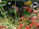 Nom du fichier=Barro_oiseau.jpg
Taille du fichier=234Ko
Dimensions : 800x600
Ajouté le : 13 Août 2015 Barro_oiseau.jpg