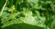 Nom du fichier=Beal_insecte.jpg
Taille du fichier=109Ko
Dimensions : 800x426
Ajouté le : 28 Août 2015 Beal_insecte.jpg