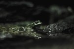 Nom du fichier=Berthet_grenouille.jpg
Taille du fichier=81Ko
Dimensions : 800x533
Ajouté le : 31 Août 2015 Berthet_grenouille.jpg
