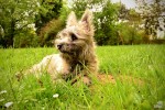 Nom du fichier=Bertrand_chien.jpg
Taille du fichier=249Ko
Dimensions : 800x530
Ajouté le : 05 Mai 2015 Bertrand_chien.jpg