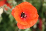 Nom du fichier=Bialas_insecte.jpg
Taille du fichier=94Ko
Dimensions : 800x533
Ajouté le : 13 Août 2015 Bialas_insecte.jpg