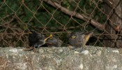 Nom du fichier=Biousse_oiseaux.jpg
Taille du fichier=166Ko
Dimensions : 800x456
Ajouté le : 13 Août 2015 Biousse_oiseaux.jpg