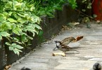 Nom du fichier=Boff_oiseaux.jpg
Taille du fichier=204Ko
Dimensions : 800x550
Ajouté le : 03 Juillet 2015 Boff_oiseaux.jpg