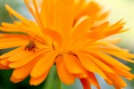 Nom du fichier=Bonasse_insecte.jpg
Taille du fichier=93Ko
Dimensions : 800x533
Ajouté le : 11 Août 2015 Bonasse_insecte.jpg