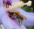 Nom du fichier=Boulanger_insecte.jpg
Taille du fichier=152Ko
Dimensions : 800x682
Ajouté le : 09 Août 2015 Boulanger_insecte.jpg