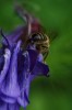 Nom du fichier=Bouquerel_abeille.jpg
Taille du fichier=86Ko
Dimensions : 533x800
Ajouté le : 27 Août 2015 Bouquerel_abeille.jpg
