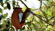 Nom du fichier=Boussol_oiseau.jpg
Taille du fichier=143Ko
Dimensions : 800x450
Ajouté le : 03 Juin 2015 Boussol_oiseau.jpg