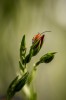 Nom du fichier=Brassart_insecte.jpg
Taille du fichier=84Ko
Dimensions : 533x800
Ajouté le : 20 Juillet 2015 Brassart_insecte.jpg
