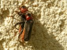 Nom du fichier=Breuil_insecte.jpg
Taille du fichier=245Ko
Dimensions : 800x600
Ajouté le : 28 Août 2015 Breuil_insecte.jpg
