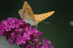 Nom du fichier=Bruet_papillon.jpg
Taille du fichier=95Ko
Dimensions : 800x532
Ajouté le : 17 Août 2015 Bruet_papillon.jpg