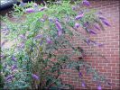 Buddleia_082008.jpg