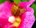 Nom du fichier=Buisson_escargot.jpg
Taille du fichier=152Ko
Dimensions : 800x626
Ajouté le : 08 Août 2015 Buisson_escargot.jpg