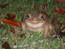Nom du fichier=Cadilhac_crapaud.jpg
Taille du fichier=236Ko
Dimensions : 800x600
Ajouté le : 24 Juillet 2015 Cadilhac_crapaud.jpg