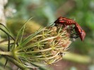 Nom du fichier=Calendrin_insectes.jpg
Taille du fichier=148Ko
Dimensions : 800x600
Ajouté le : 31 Août 2015 Calendrin_insectes.jpg