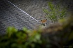 Nom du fichier=Capelle_animal.jpg
Taille du fichier=140Ko
Dimensions : 800x532
Ajouté le : 27 Juillet 2015 Capelle_animal.jpg