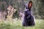 Nom du fichier=Castaing_lapin.jpg
Taille du fichier=186Ko
Dimensions : 800x533
Ajouté le : 08 Août 2015 Castaing_lapin.jpg