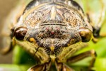 Nom du fichier=Celant_insecte.jpg
Taille du fichier=244Ko
Dimensions : 1200x800
Ajouté le : 10 Juin 2015 Celant_insecte.jpg