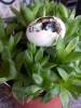 Nom du fichier=Chapuis_tortue.jpg
Taille du fichier=154Ko
Dimensions : 600x800
Ajouté le : 14 Août 2015 Chapuis_tortue.jpg