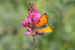 Nom du fichier=Cloutier_papillon.jpg
Taille du fichier=82Ko
Dimensions : 800x533
Ajouté le : 06 Juin 2015 Cloutier_papillon.jpg