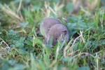 Nom du fichier=Collas_animal.jpg
Taille du fichier=152Ko
Dimensions : 800x533
Ajouté le : 27 Juillet 2015 Collas_animal.jpg