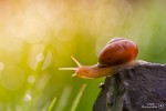 Nom du fichier=Crocq_escargot.jpg
Taille du fichier=86Ko
Dimensions : 800x533
Ajouté le : 09 Juin 2015 Crocq_escargot.jpg