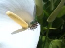 Nom du fichier=Danet_insecte.jpg
Taille du fichier=98Ko
Dimensions : 800x600
Ajouté le : 14 Août 2015 Danet_insecte.jpg