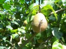 Nom du fichier=Decroix_libellule.jpg
Taille du fichier=222Ko
Dimensions : 800x600
Ajouté le : 17 Juillet 2015 Decroix_libellule.jpg