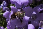 Nom du fichier=Delafarge_abeille.jpg
Taille du fichier=159Ko
Dimensions : 800x543
Ajouté le : 26 Juillet 2015 Delafarge_abeille.jpg